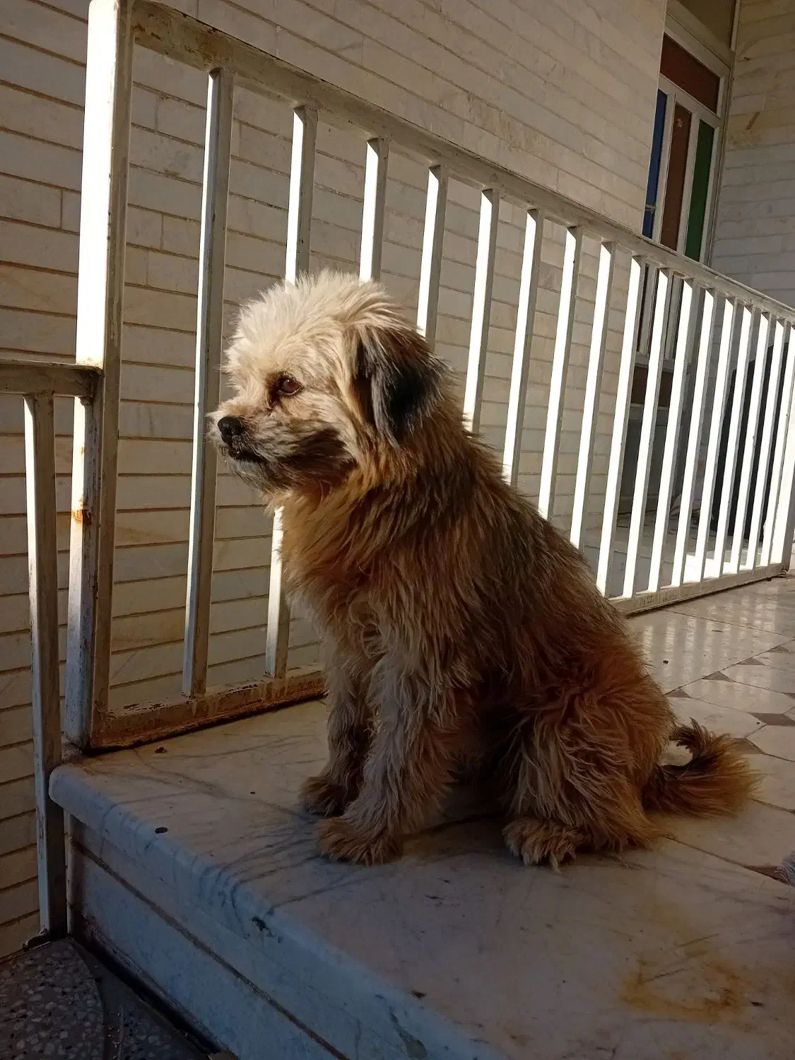 واگذاری پت|سگ|شاهرود, |دیوار