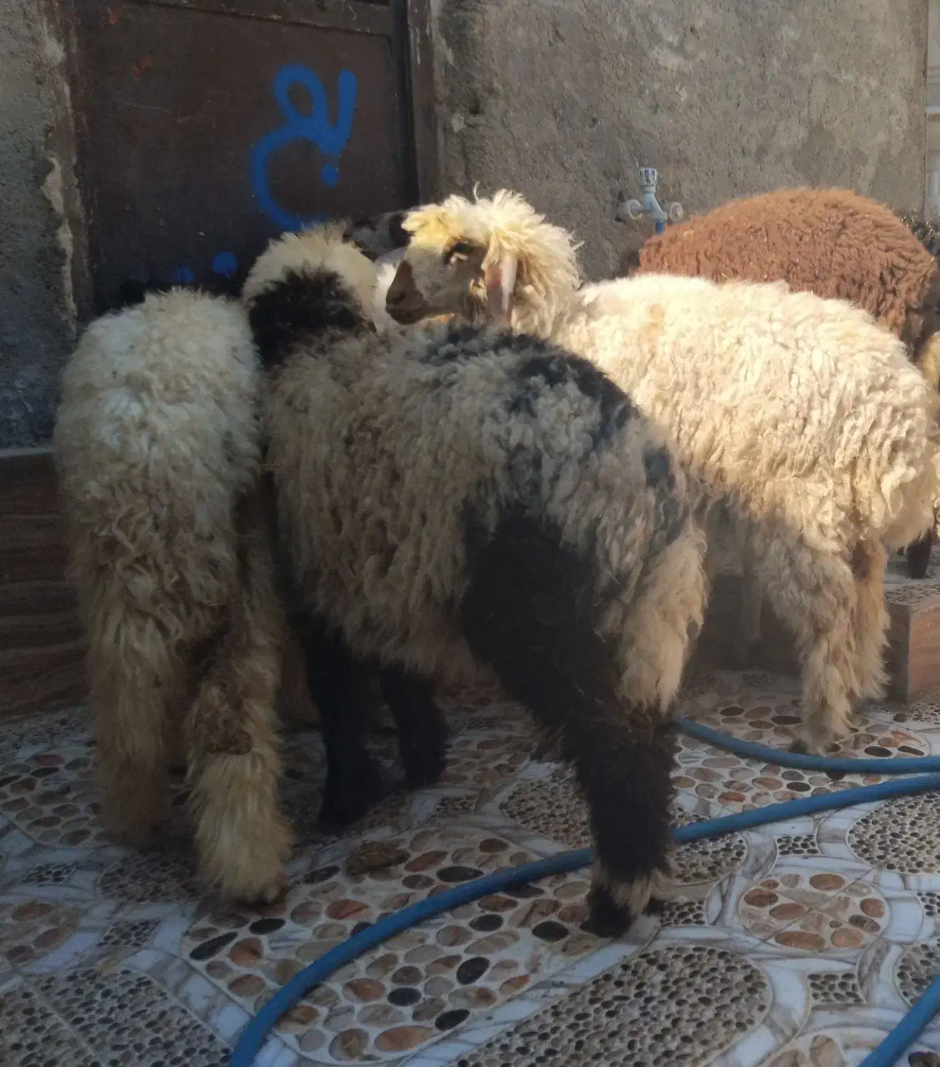 بز با بره درهندیجان|حیوانات مزرعه|بندر ماهشهر, |دیوار