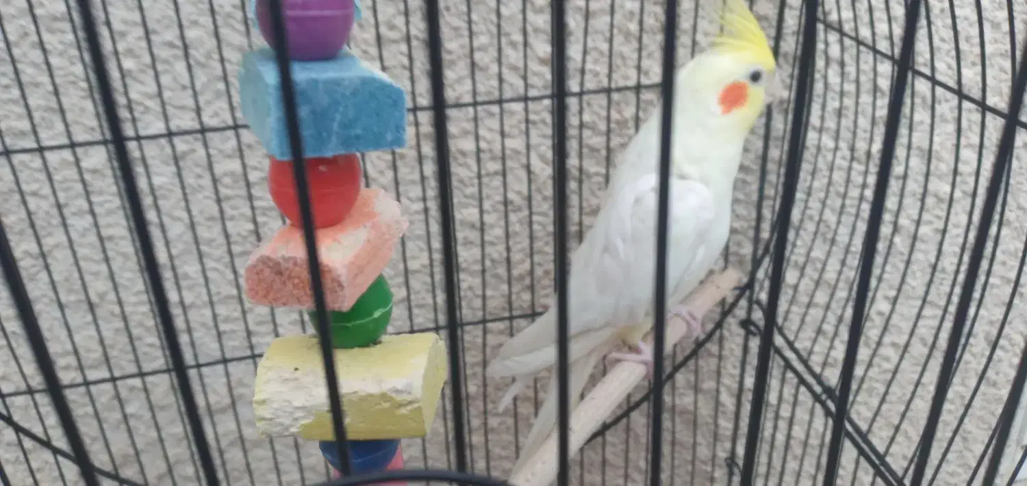 عروس هلندی|پرنده|ایوان, |دیوار