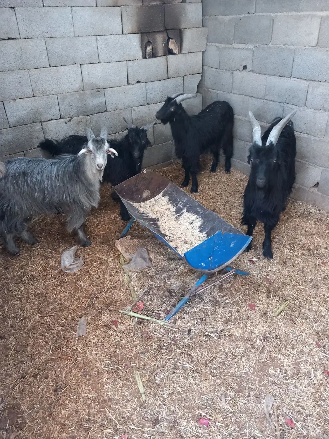 بزغاله|حیوانات مزرعه|اصفهان, عاشق‌آباد|دیوار