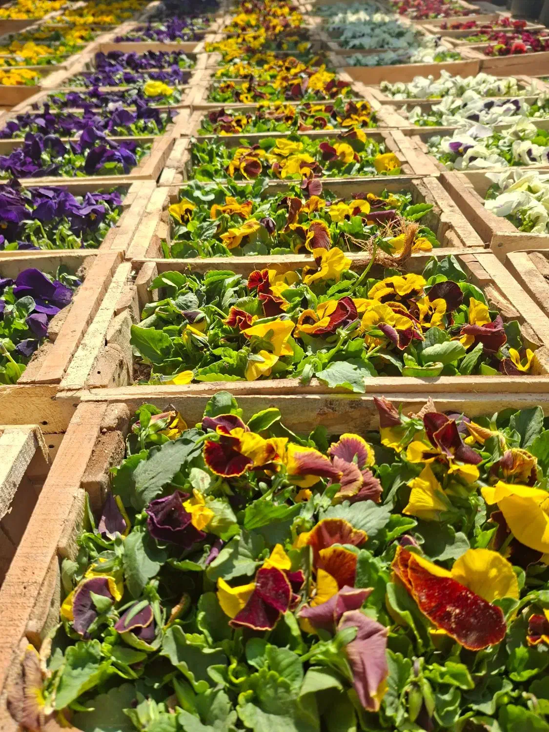 بنفشه بذر F1 خارجی ( هلندی ) جعبه ای|گل و گیاه طبیعی|تهران, عباسآباد|دیوار