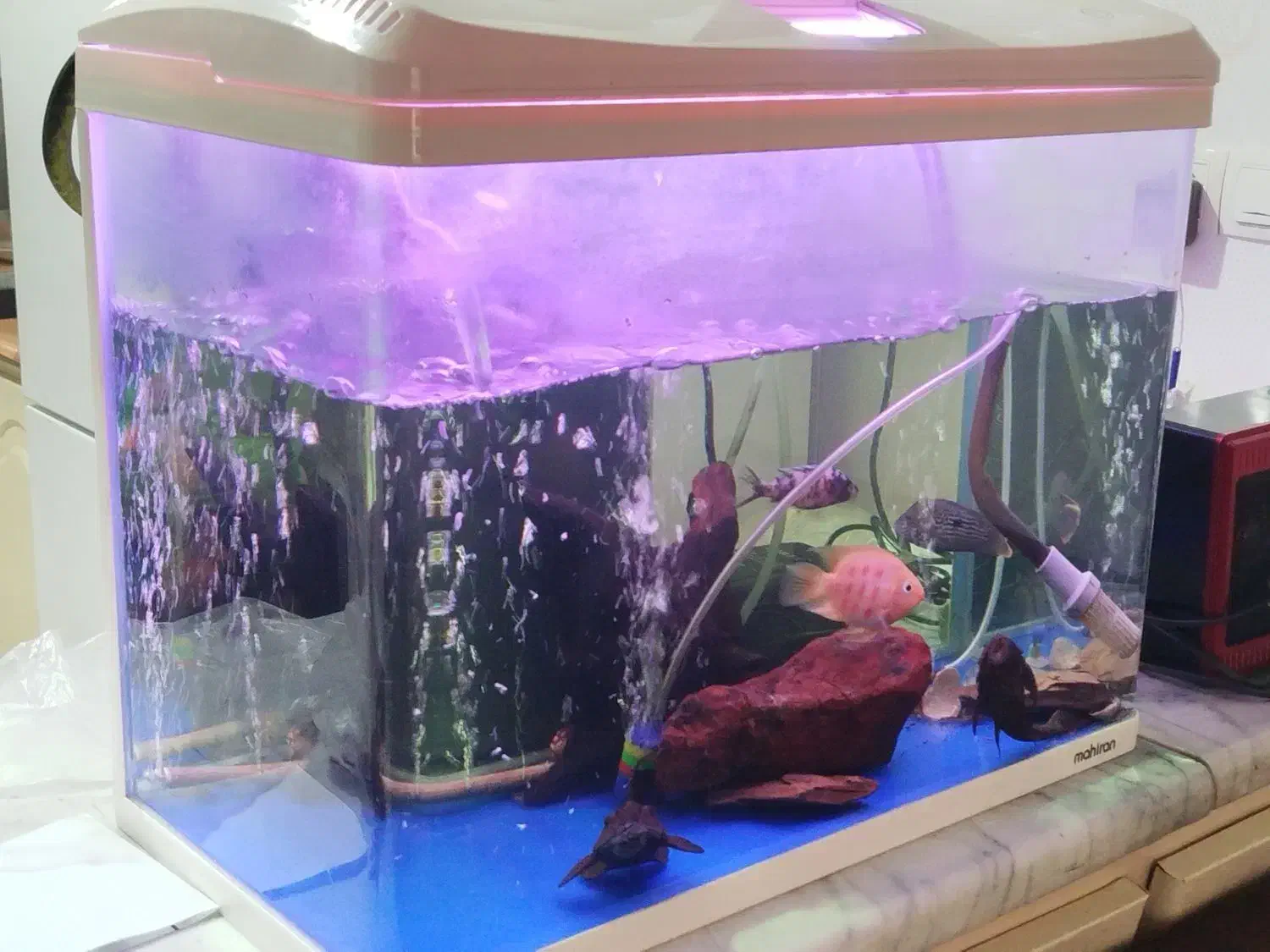 اکواریوم|ماهی|اصفهان, شیخ طوسی|دیوار