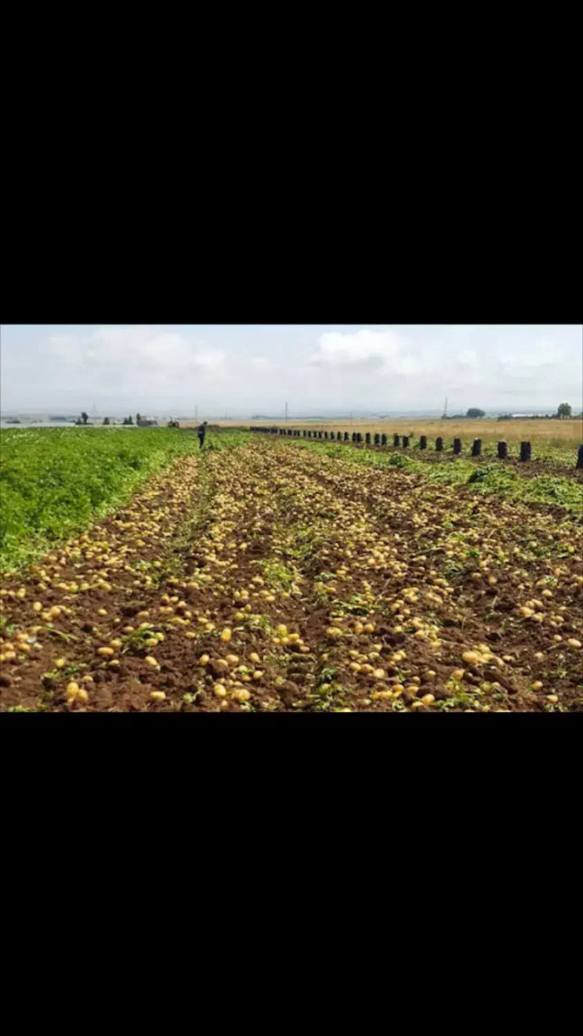 سرکارگر کلیه کارهای کشاورزی کاشت و برداشت و انبار|خدمات باغبانی و درختکاری|کرمانشاه, |دیوار