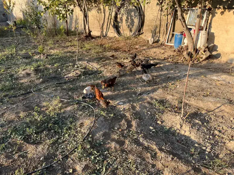 مرغ و خروس گلین/ لاری/گلپایگانی|حیوانات مزرعه|اسلامشهر, کاشانک|دیوار