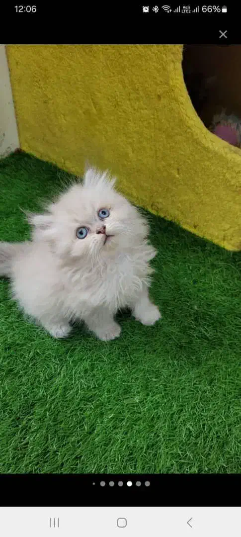 گربه یک دوست ملوس برای شما|گربه|شیراز, حومه شیراز|دیوار