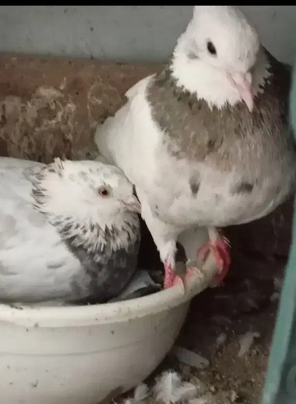 ۳۰تا کفتر گلچین شده همه توان پس داده هستن|پرنده|رشت, حمیدیان|دیوار