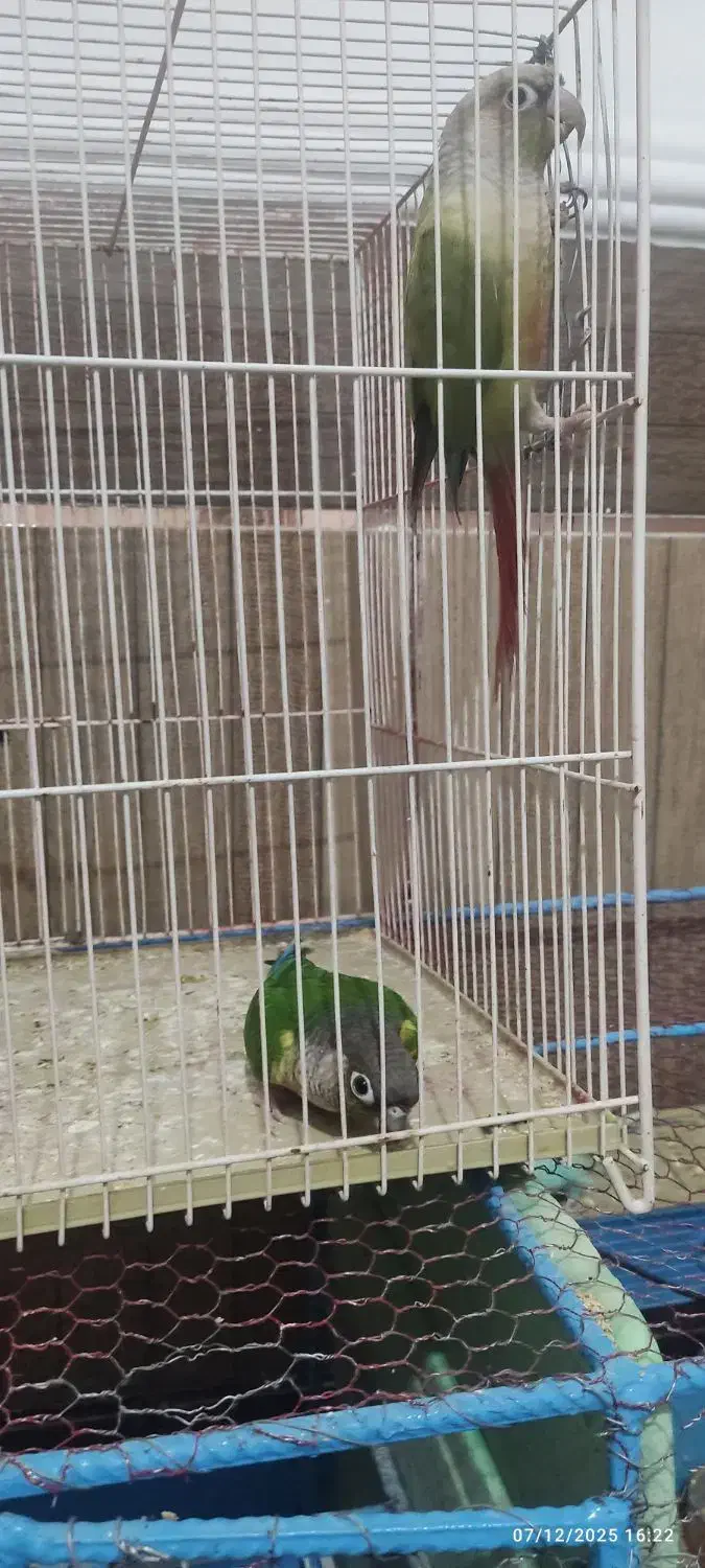 گرینچک.عروس هلندی.مرغ عشق.قفس|پرنده|زابل, |دیوار