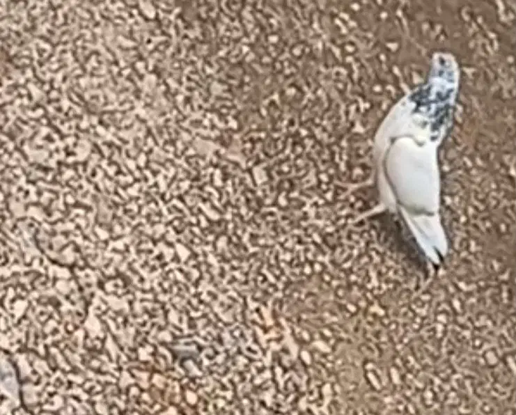 ۱۰۰هزار|پرنده|دلگان, |دیوار