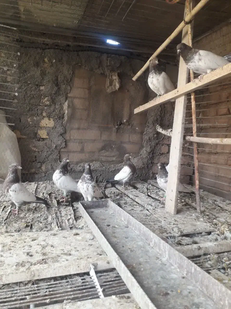 کبوتر|پرنده|گرمسار, |دیوار