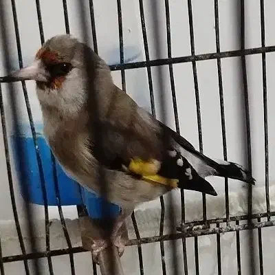 سهره|پرنده|ورامین, ورامین|دیوار