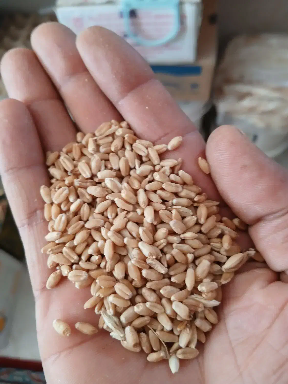 گندم تمیز|خوردنی و آشامیدنی|اهواز, کوی مندلی(سه راه خرمشهر)|دیوار