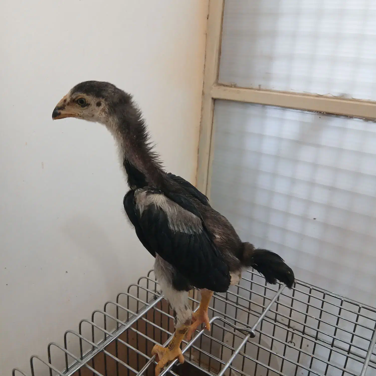 خروس اوشامو لاری|حیوانات مزرعه|راور, |دیوار