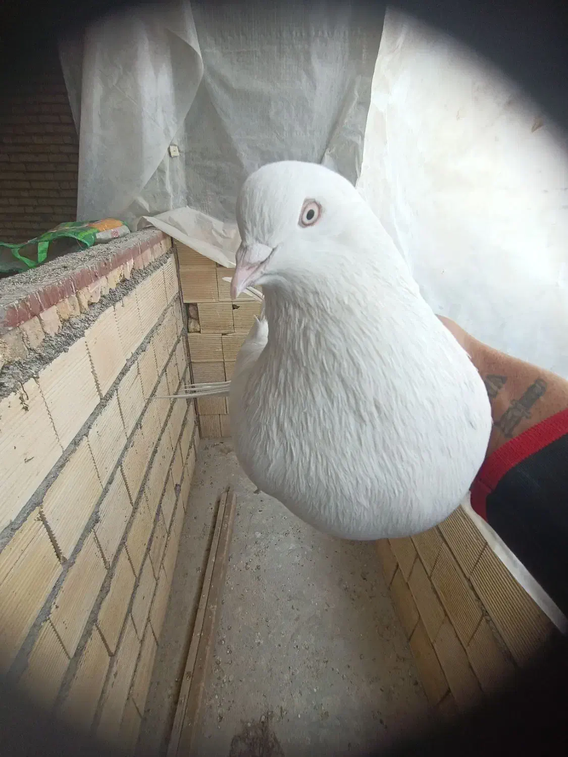 سفید چش نوک|پرنده|جونقان, |دیوار