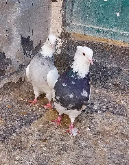 طوقی|پرنده|سقز, |دیوار