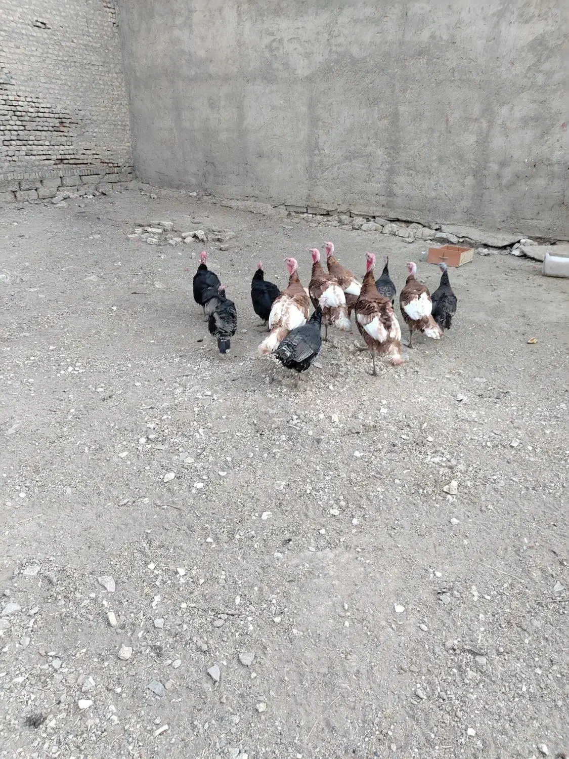 بوقلمون نر و ماده محلی|حیوانات مزرعه|بوکان, |دیوار