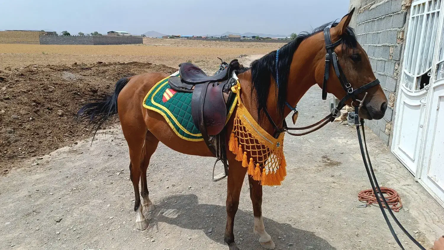 اسب|اسب و تجهیزات اسب‌سواری|خمین, |دیوار