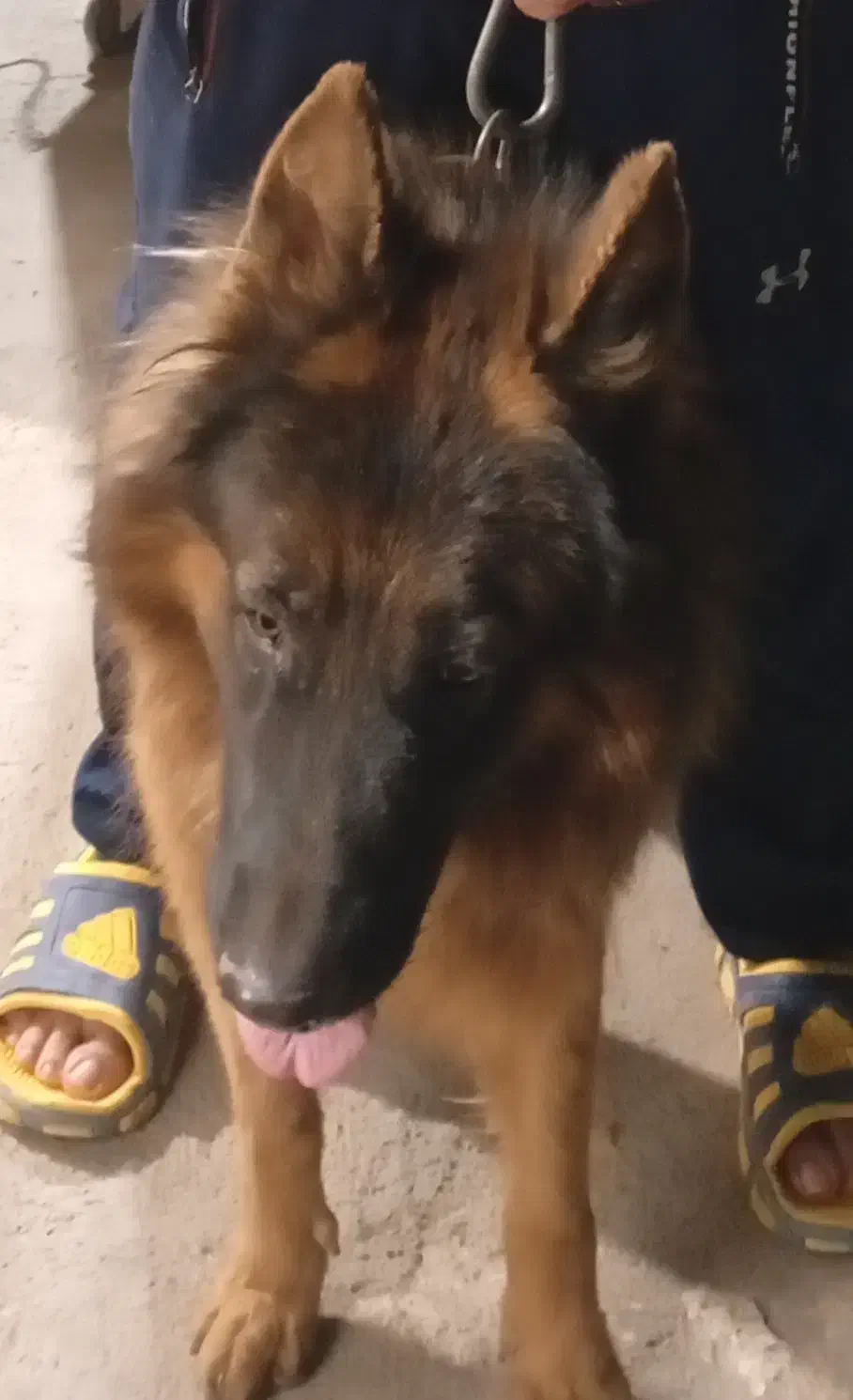 سگ ژرمن شپرت|سگ|رباطکریم, رباطکریم|دیوار