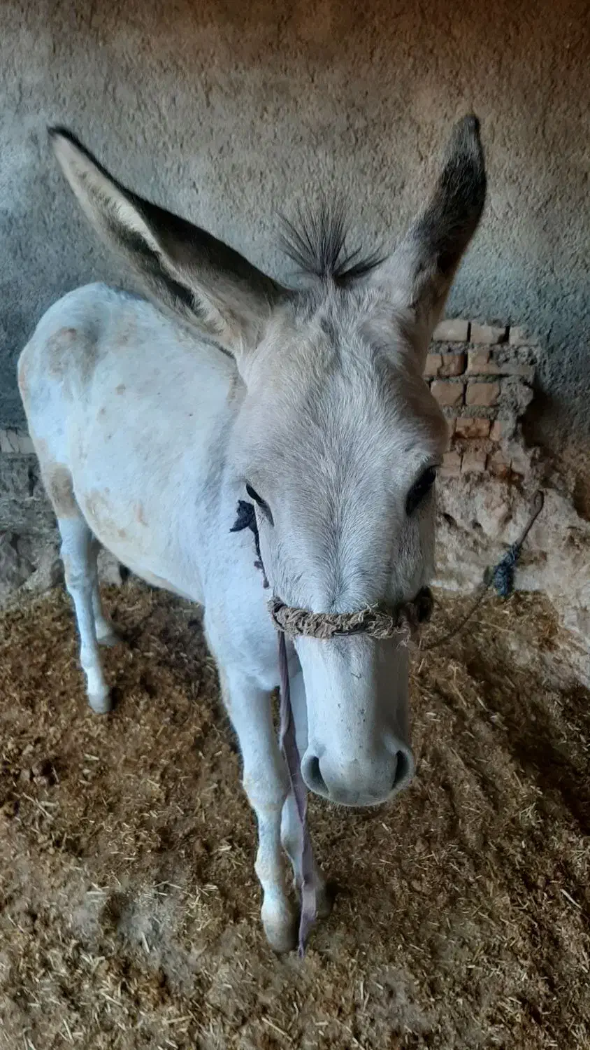 حیوانات مزرعه|حیوانات مزرعه|کوهدشت, |دیوار