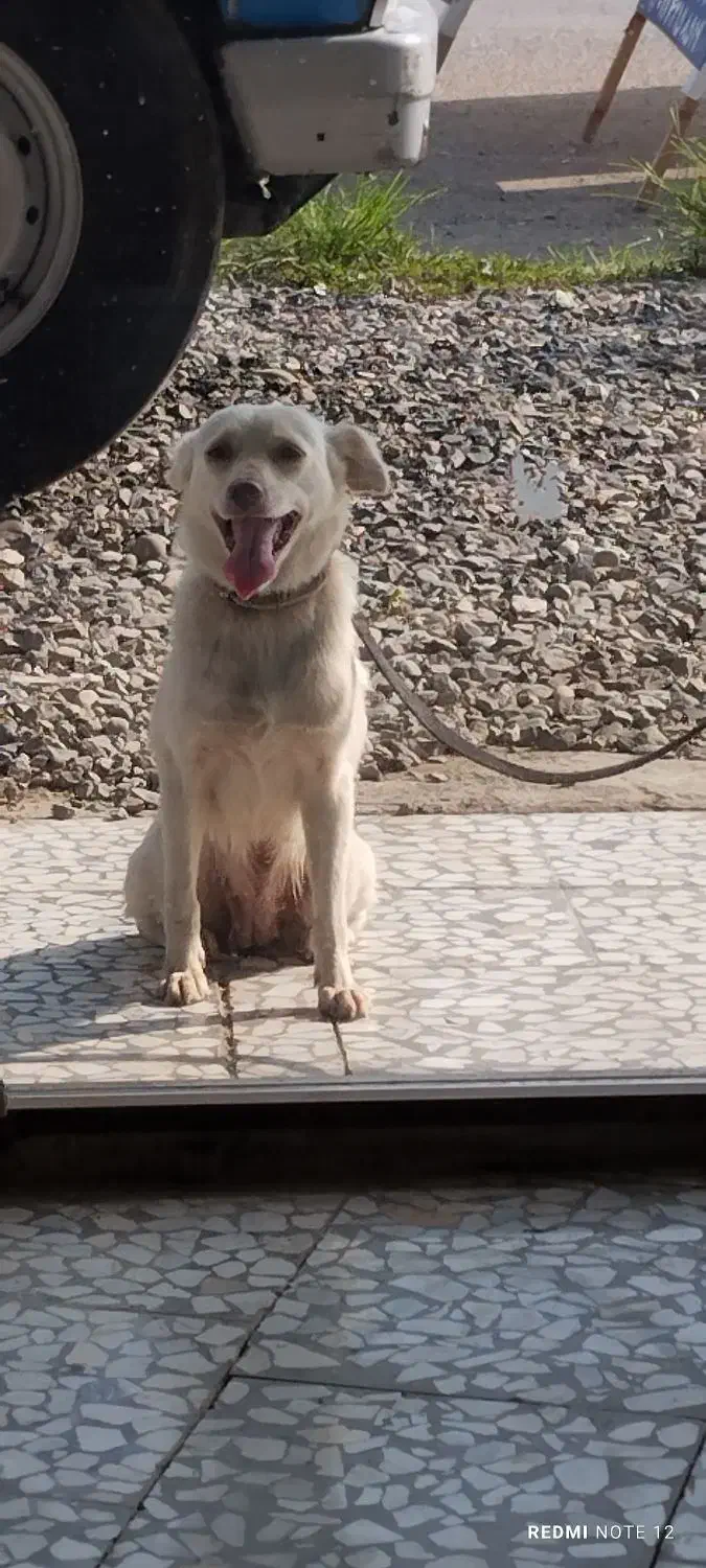 سگ پاکوتا معاوضه|سگ|قائم‌شهر, |دیوار