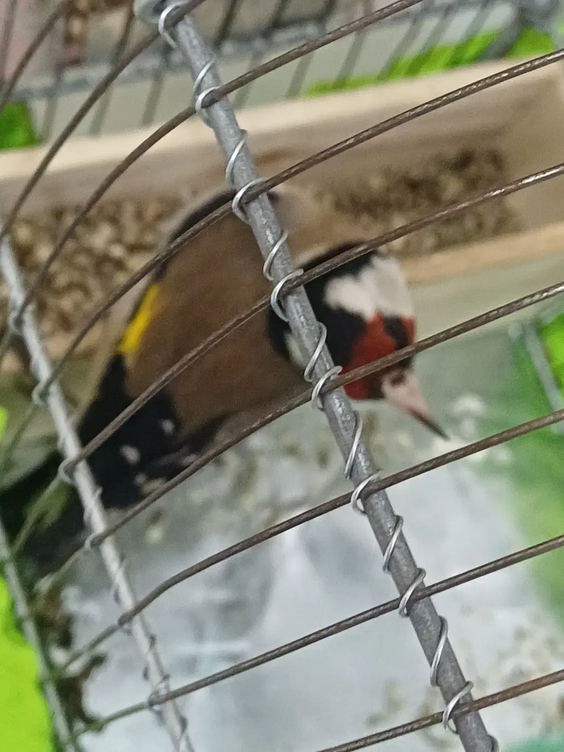 سهره یک ماه قفس|پرنده|بروجرد, |دیوار