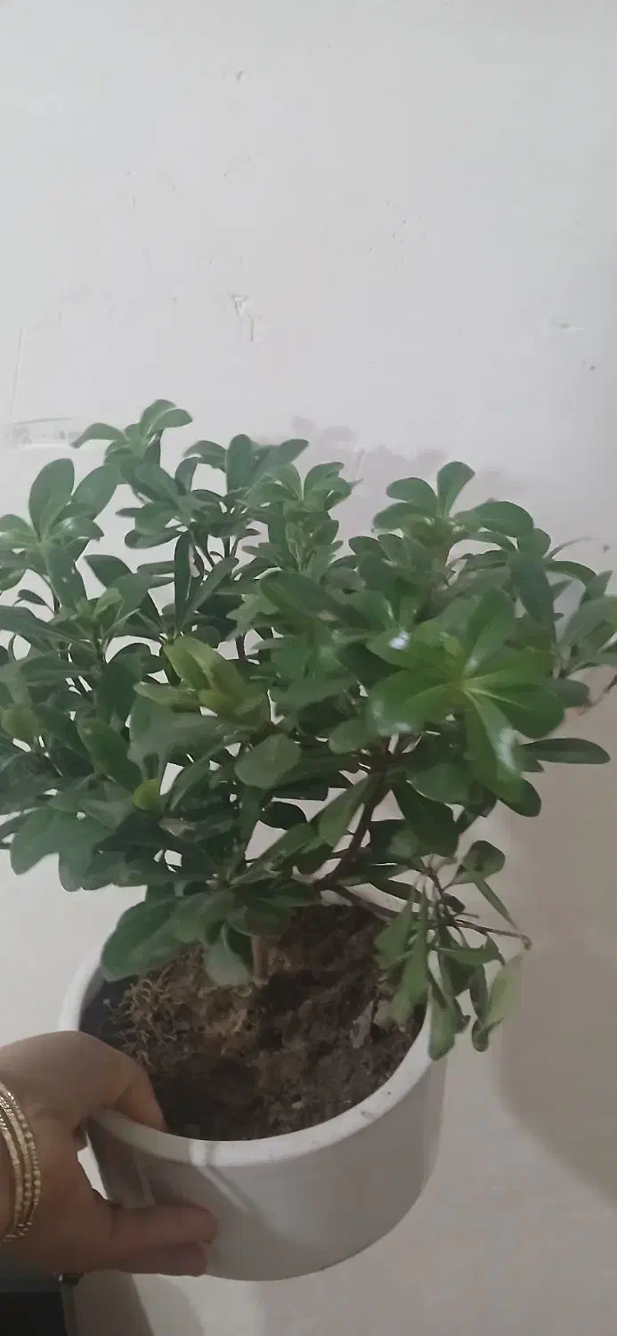 گل بونسای|گل و گیاه طبیعی|قم, ولیعصر|دیوار