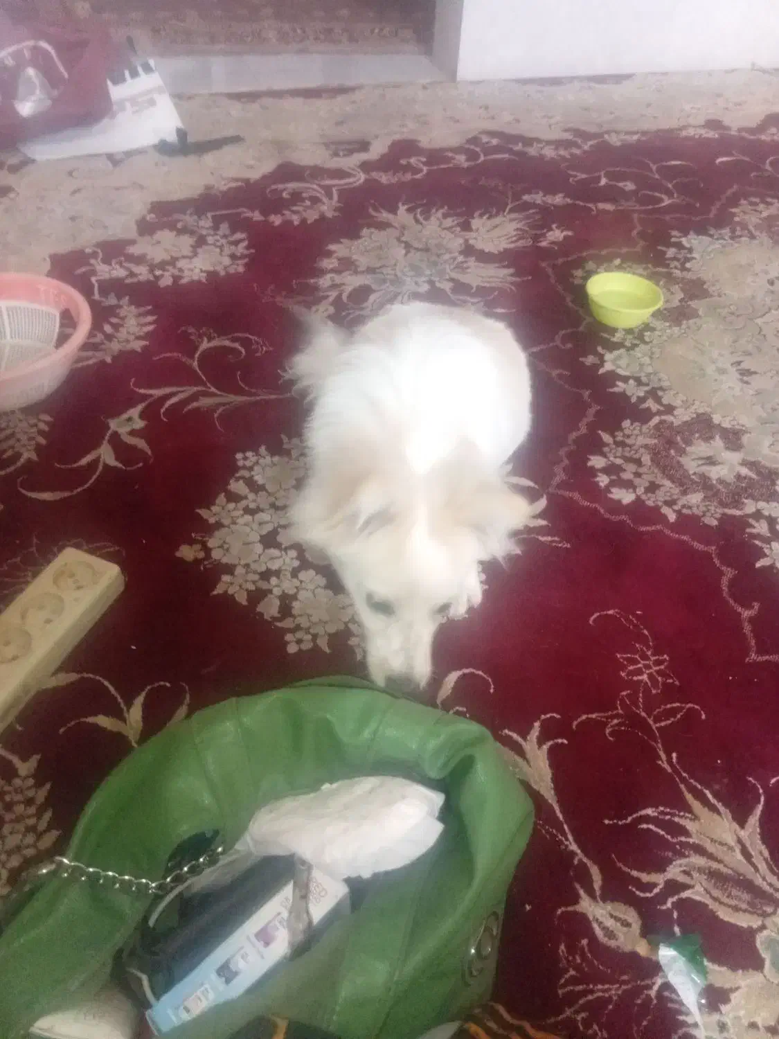 فروش سگ پاکوتاه خونگی3000000|سگ|یزد, |دیوار