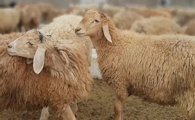 گوسفند پرگوشت ضمانتی کمردار/خونی|حیوانات مزرعه|مشهد, نوید|دیوار