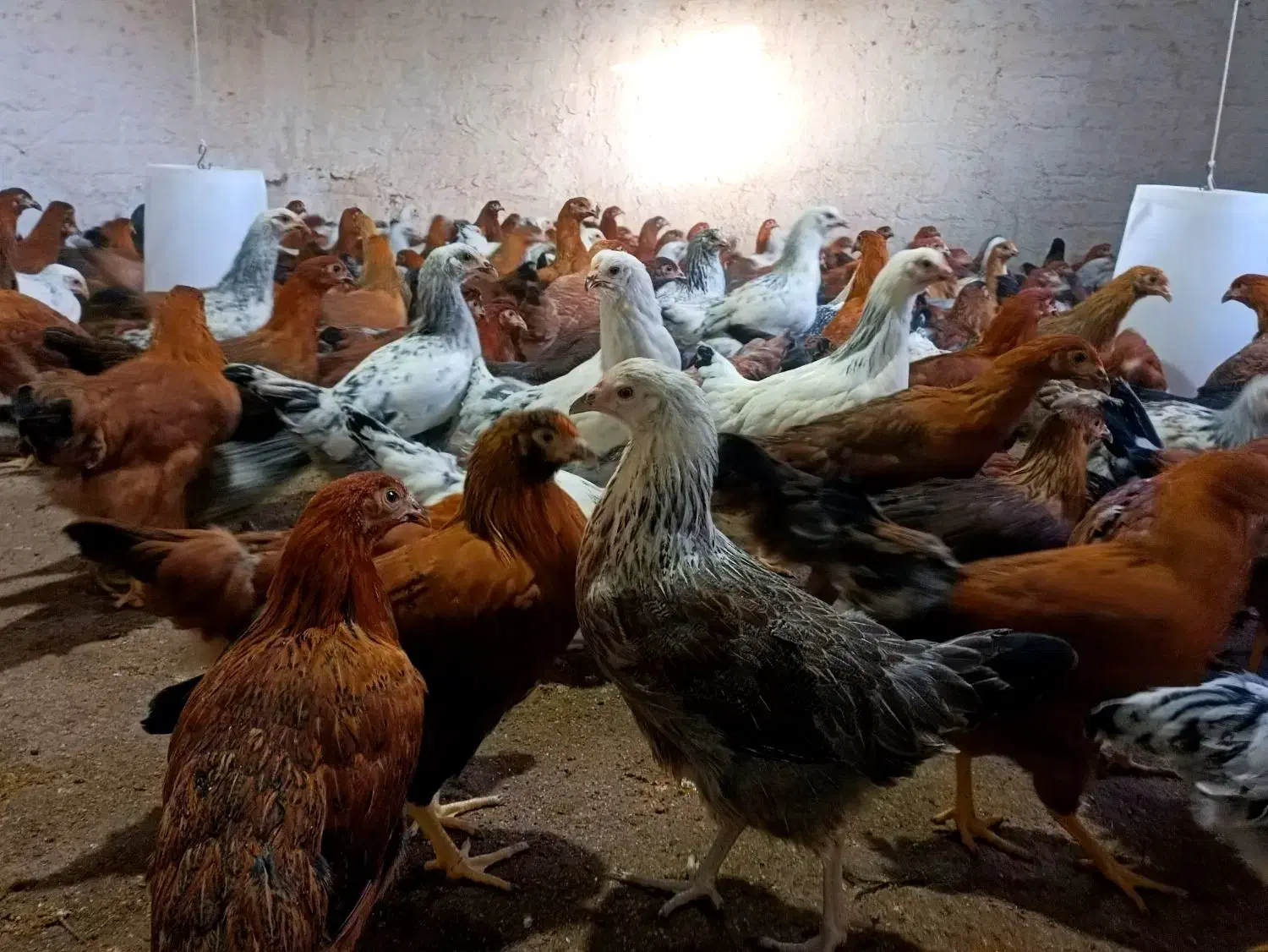 نیمچه مرغ تخمگذار نژاد گلپایگان/نزدیک به تخم|حیوانات مزرعه|کاشان, خرمدشت|دیوار