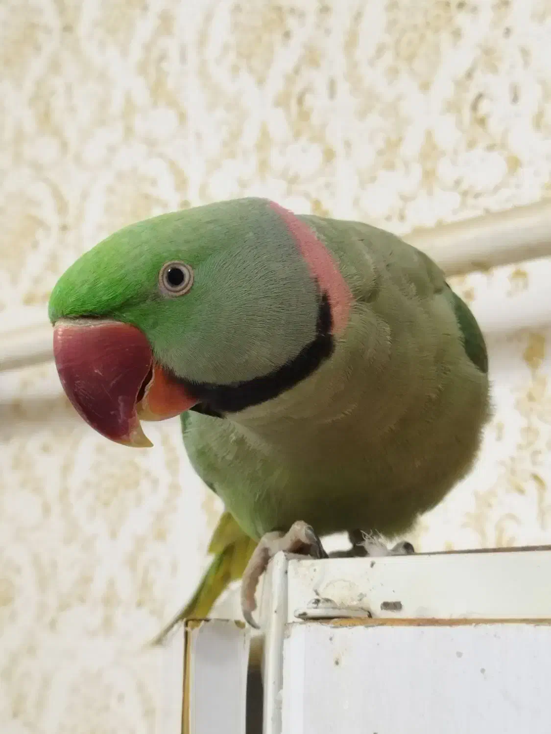 شاه طوطی سخنگو ورام دستی|پرنده|اردبیل, |دیوار