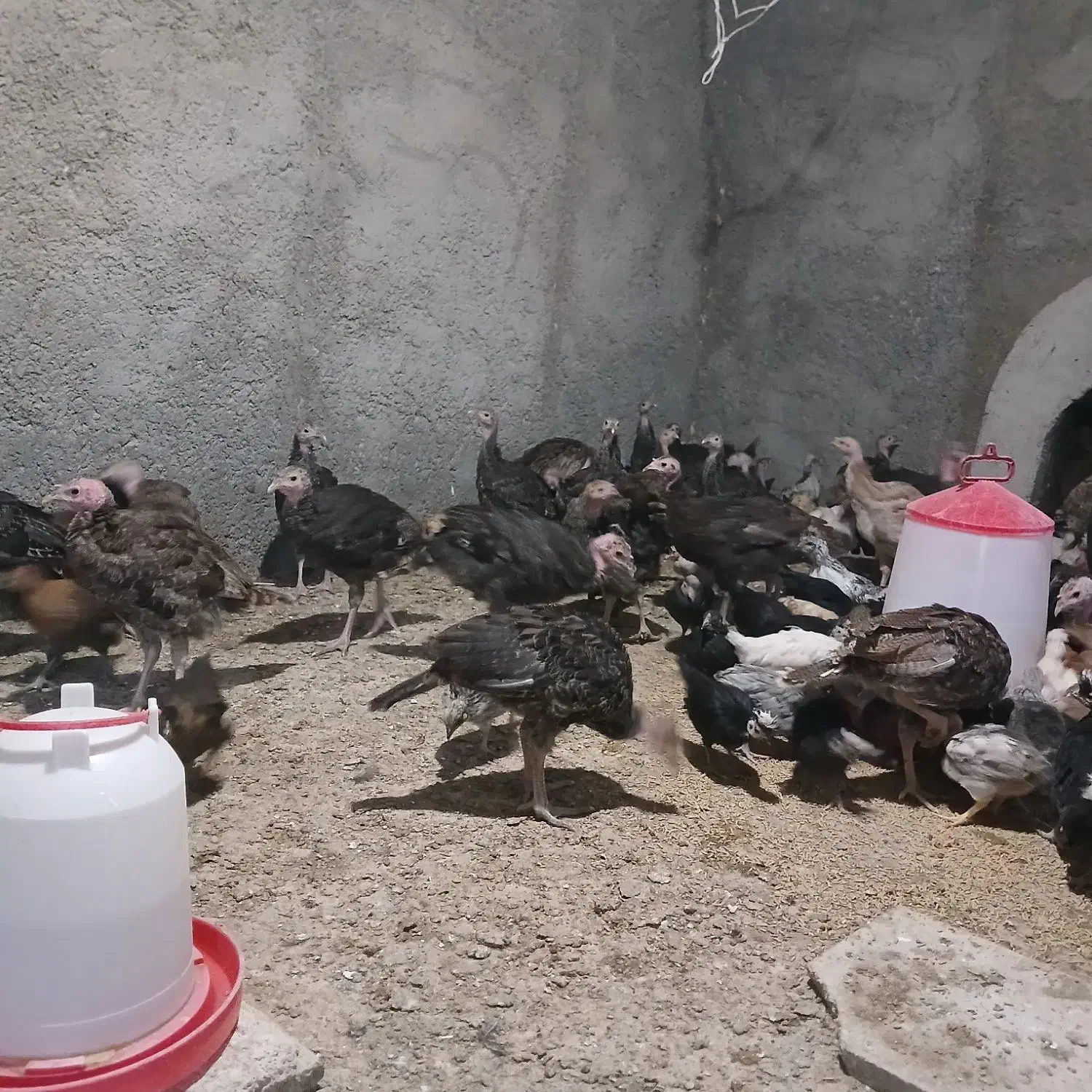 فروش جوجه بوقلمون4ماهه،وجوجه مرغ 2ماهه|حیوانات مزرعه|کازرون, |دیوار