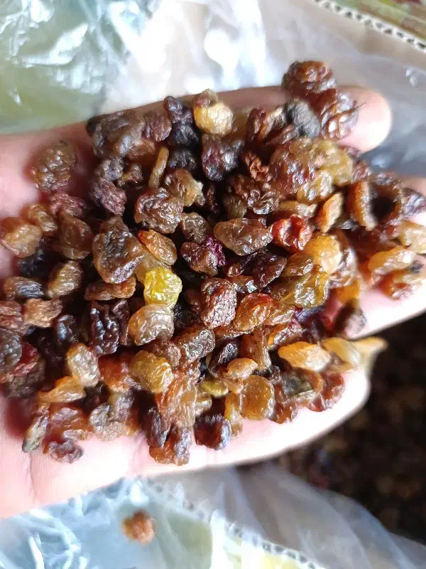 کشمش قنادی|خوردنی و آشامیدنی|ملایر, |دیوار