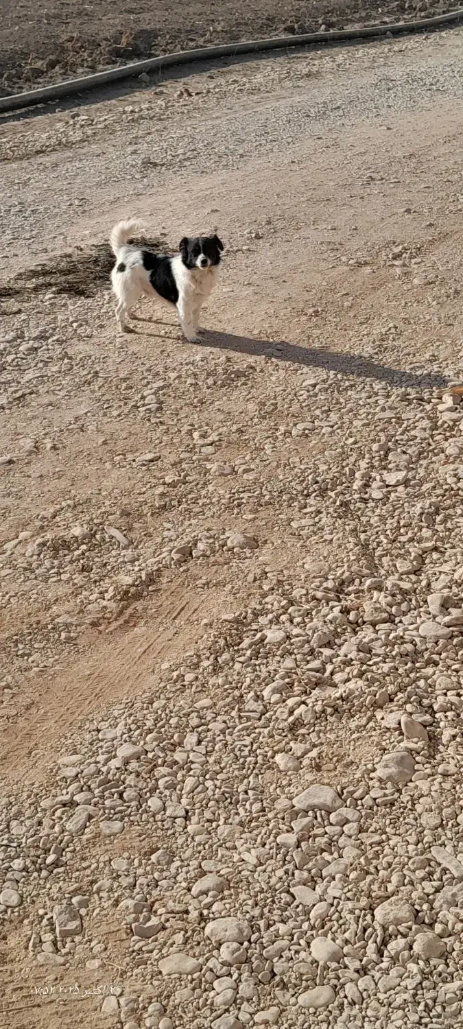 سگ خانگی|سگ|گلبهار, شهر جدید گلبهار|دیوار