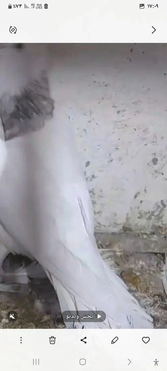 گم کردم کل|حیوانات|همدان, |دیوار