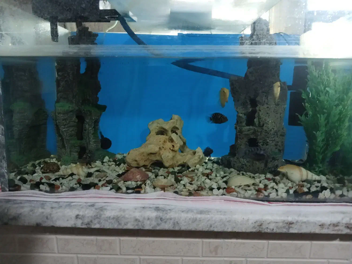 آکواریوم با ماهی و وسایل|ماهی|رباط‌کریم, رباط‌کریم|دیوار