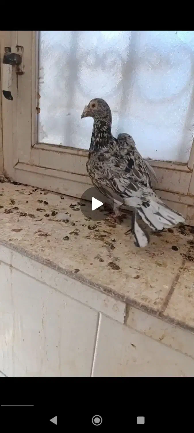 هفرنگ نر|پرنده|بوئین زهرا, |دیوار