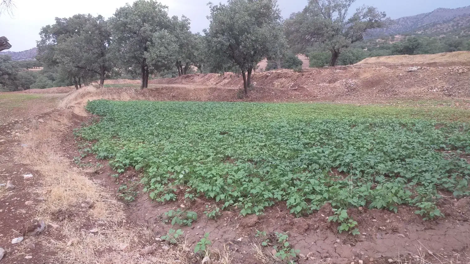 اجاره دوهکتار زمین کشاورزی آبی|اجارهٔ دفتر صنعتی، کشاورزی، تجاری|پاتاوه, |دیوار