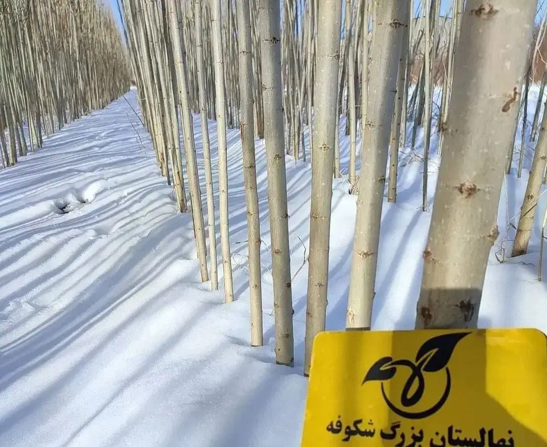 نهال پیوندی میاندوآب|خدمات باغبانی و درختکاری|بکتاش, |دیوار