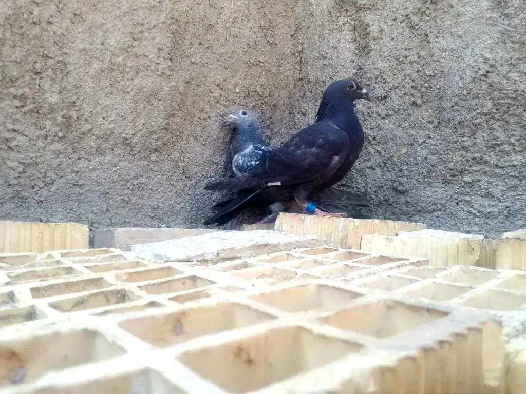 کبوتر|پرنده|کارون, |دیوار