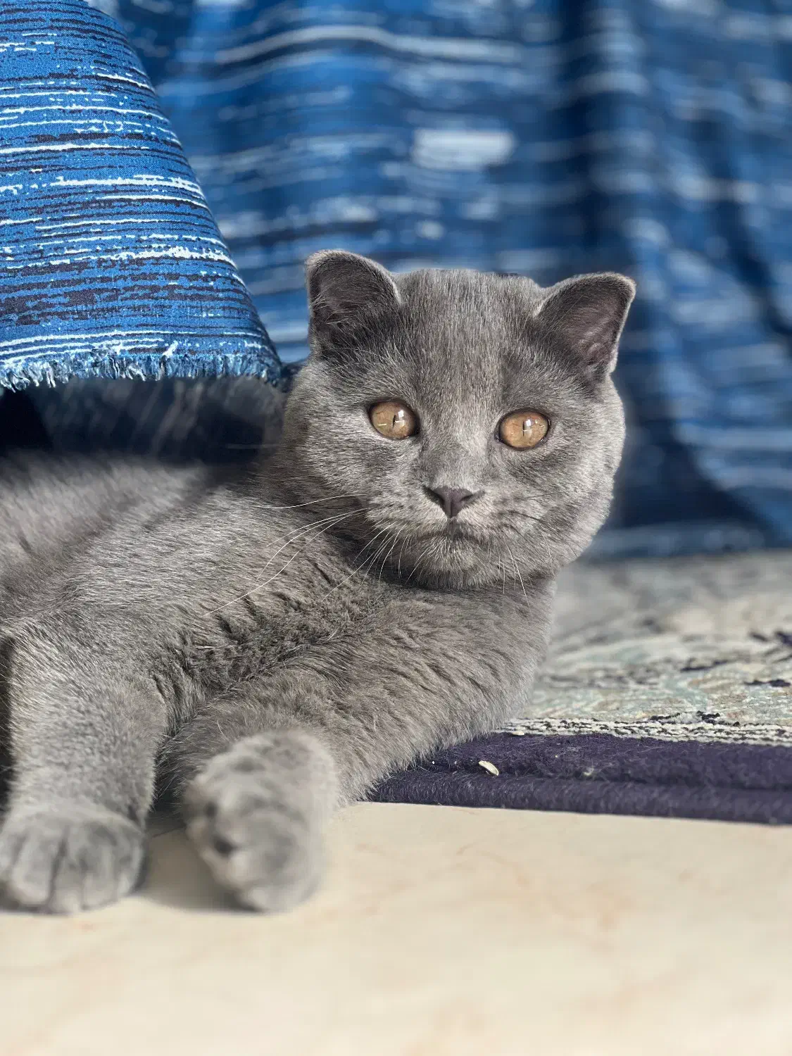 گربه اسکاتیش دبل فولد|گربه|نوشهر, |دیوار