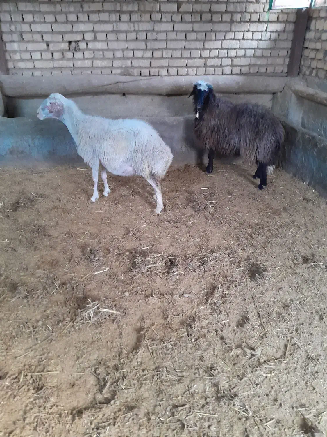 میش سالم و سرحال مناسب داشت|حیوانات مزرعه|محلات, |دیوار