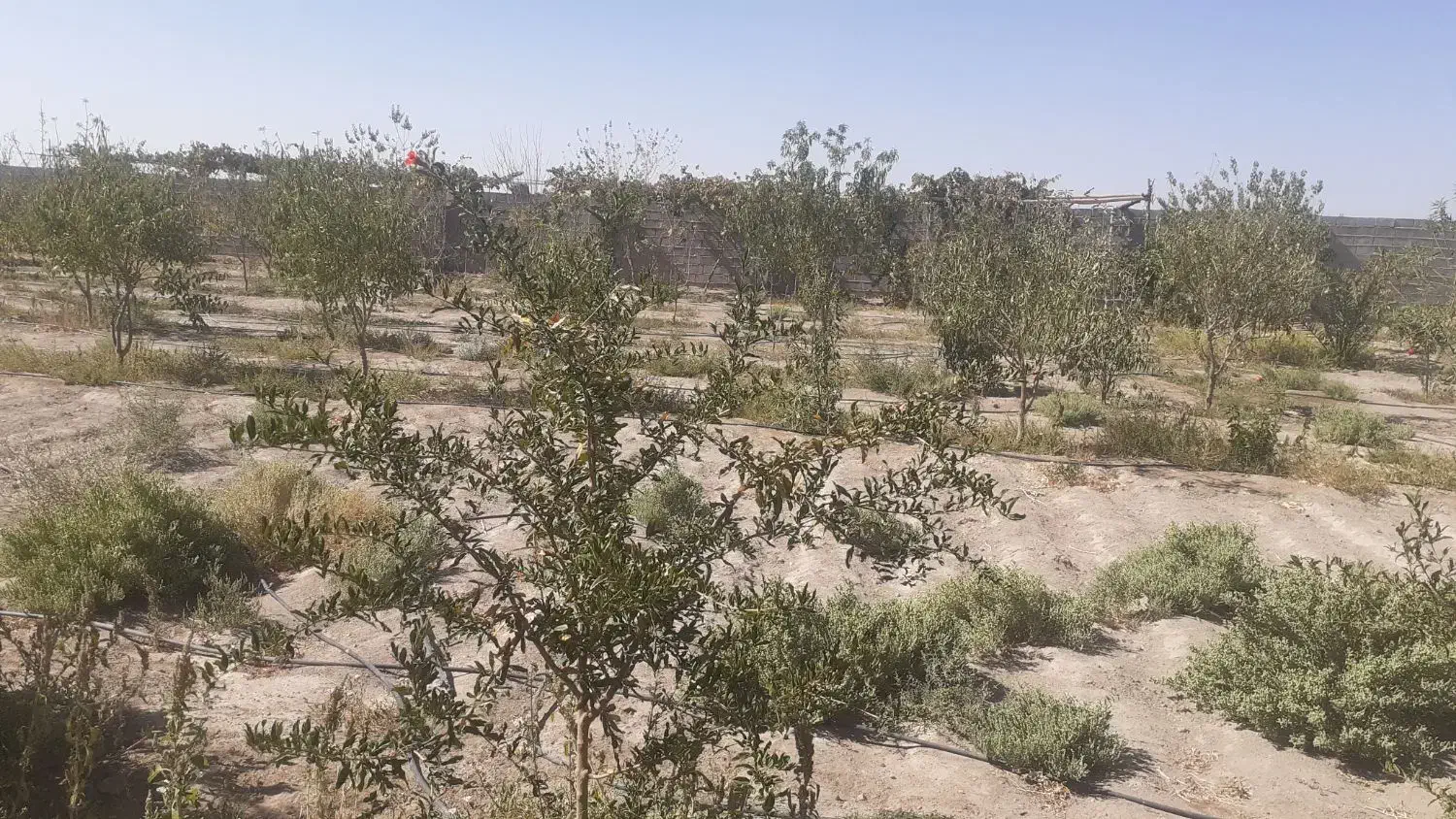 خانه باغ فروشی|فروش خانه و ویلا|زید آباد, |دیوار