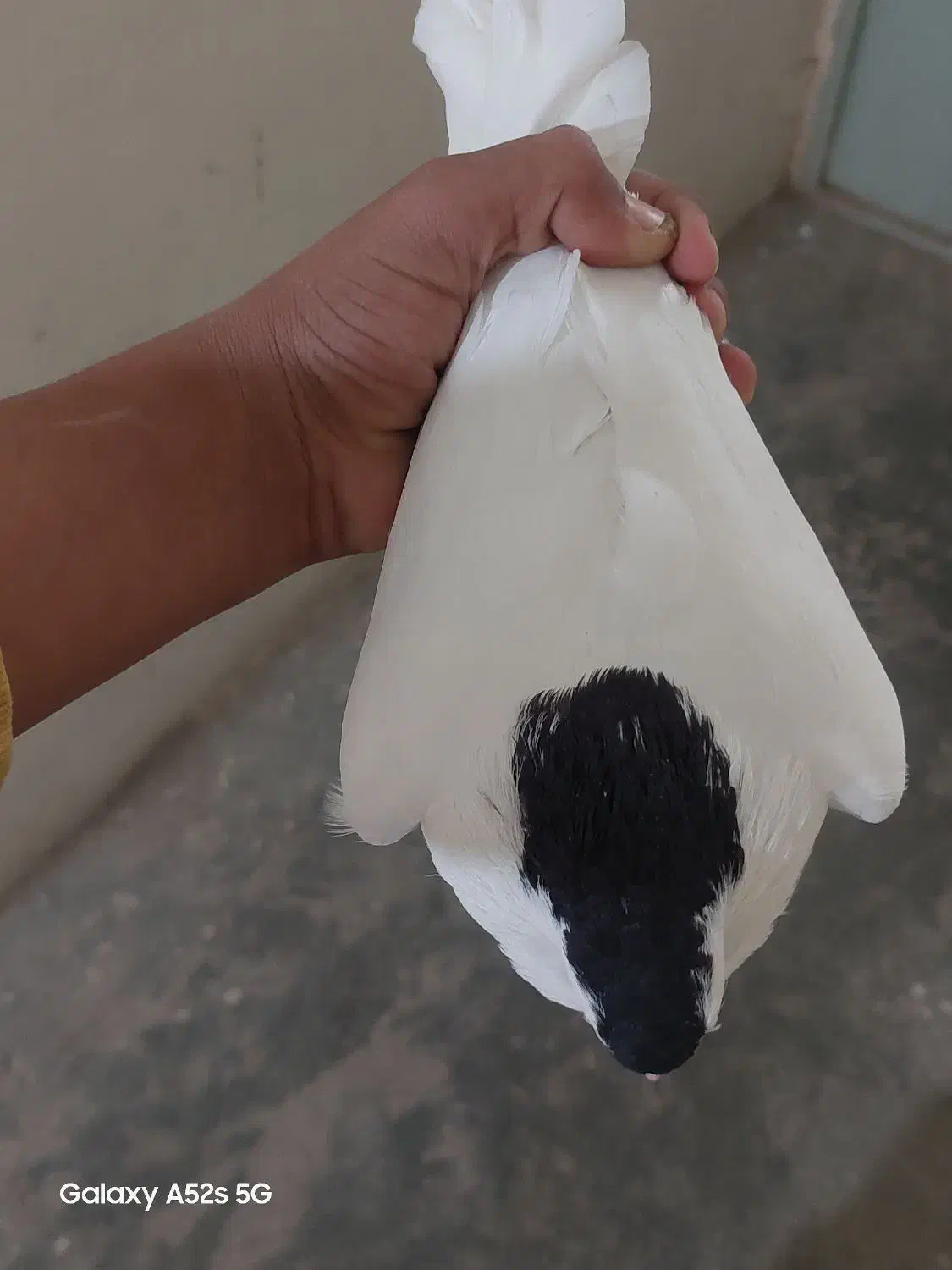 کبوتر|پرنده|قائن, |دیوار