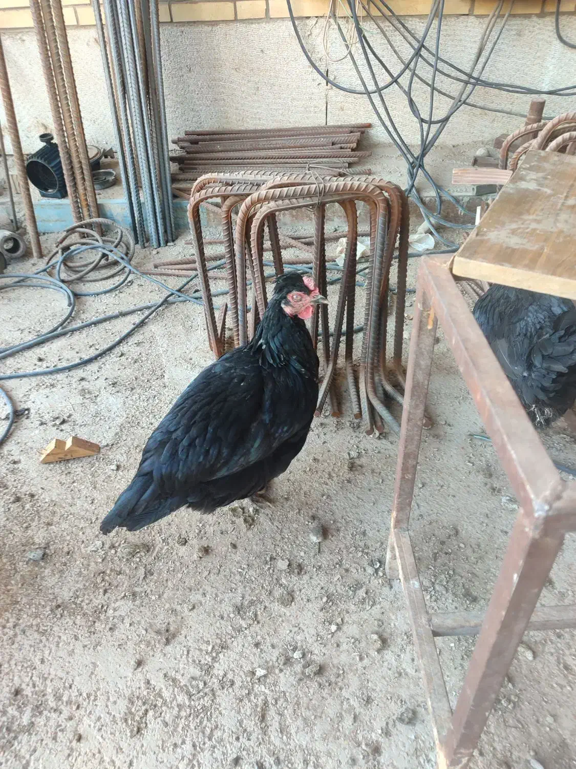 فروش مرغ و خروس محلی|حیوانات مزرعه|شیراز, محمدیه|دیوار