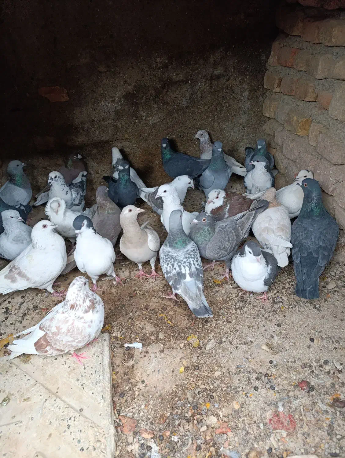 فروش|پرنده|درمیان, |دیوار