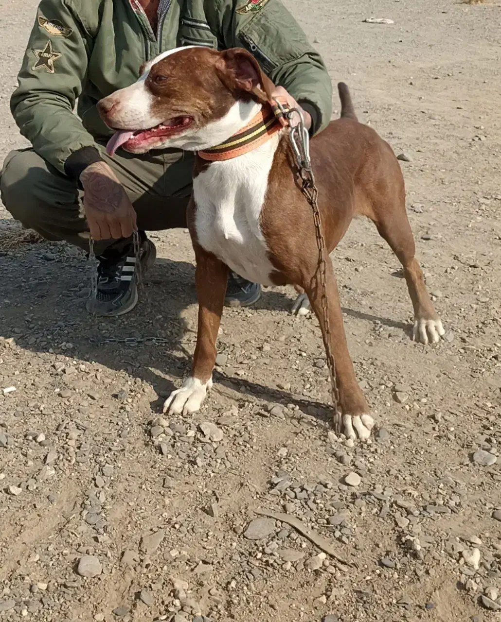 سگ ماده پیتبول . معاوضه با کفتر و بزغاله. طوطی|سگ|قلندر آباد, |دیوار