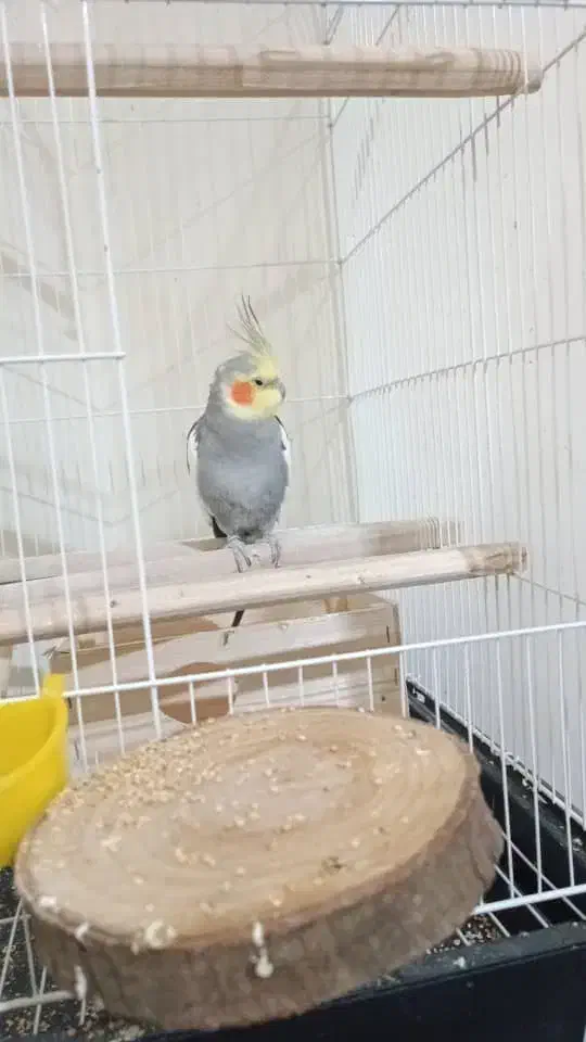 عروس هلندی|پرنده|رشت, منظریه|دیوار