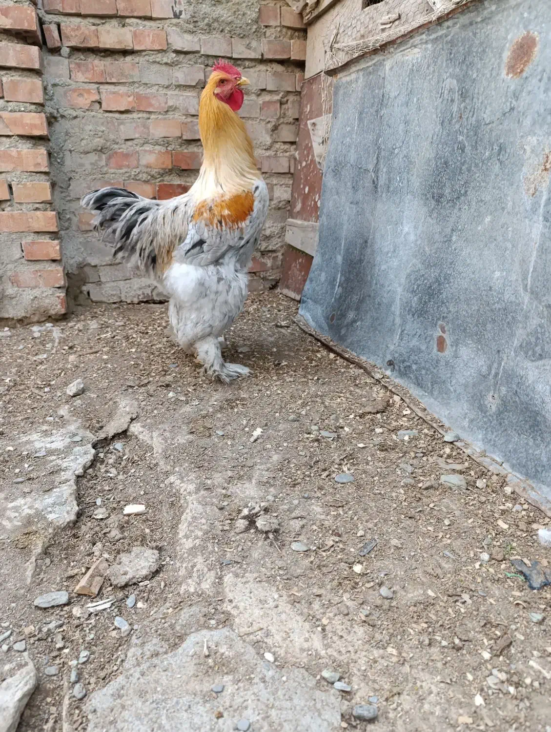 خروس برهما اصل|حیوانات مزرعه|گمیشان, |دیوار