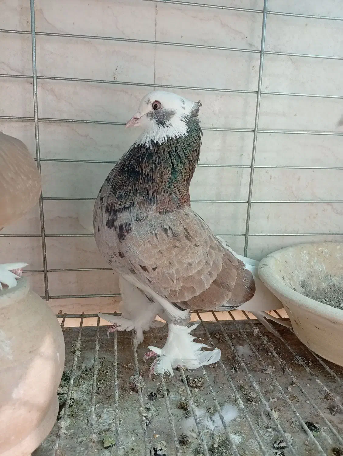 شازده هما|پرنده|اردکان, |دیوار