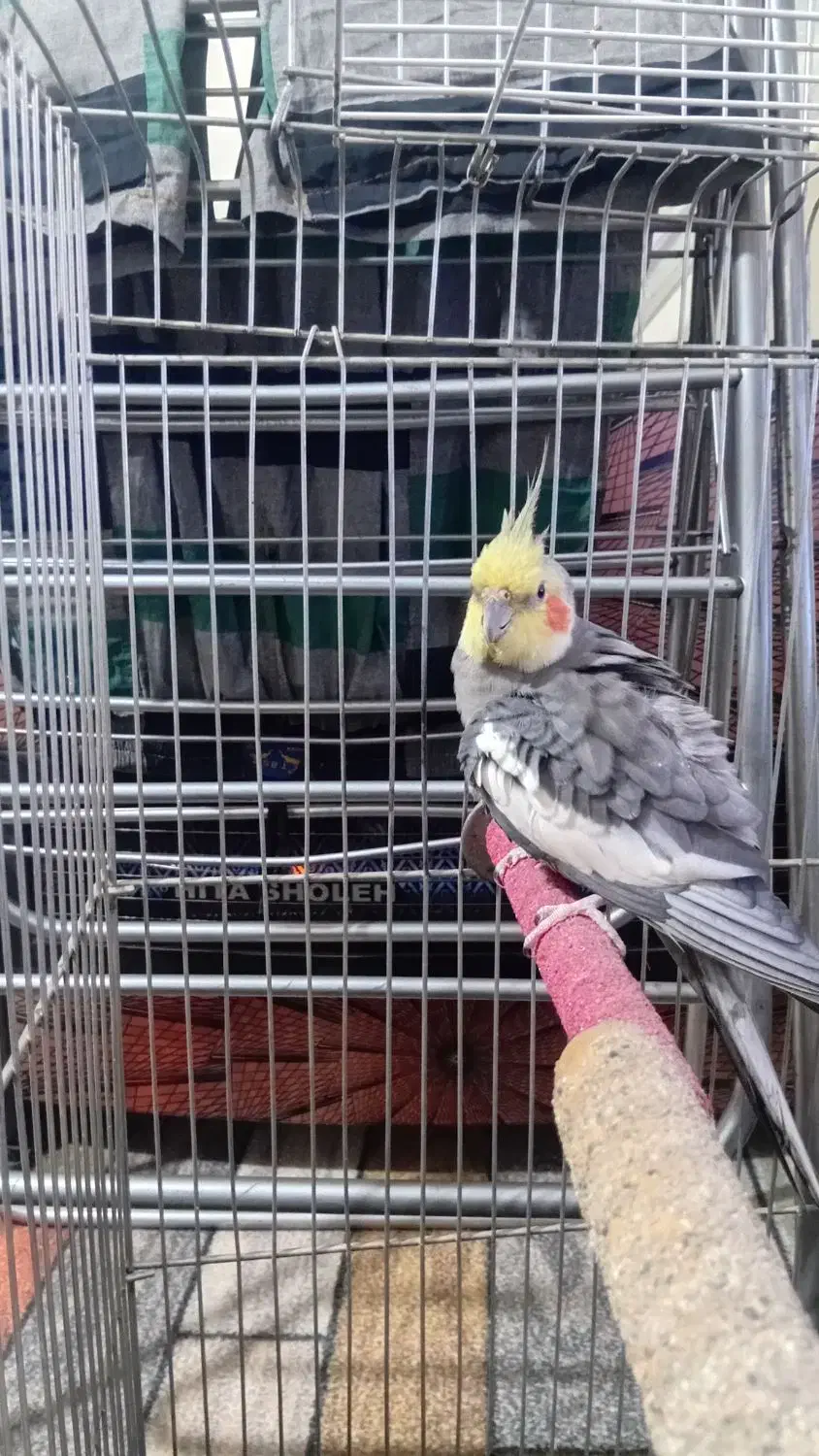 عروس هلندی|پرنده|تهران, جوادیه تهرانپارس|دیوار