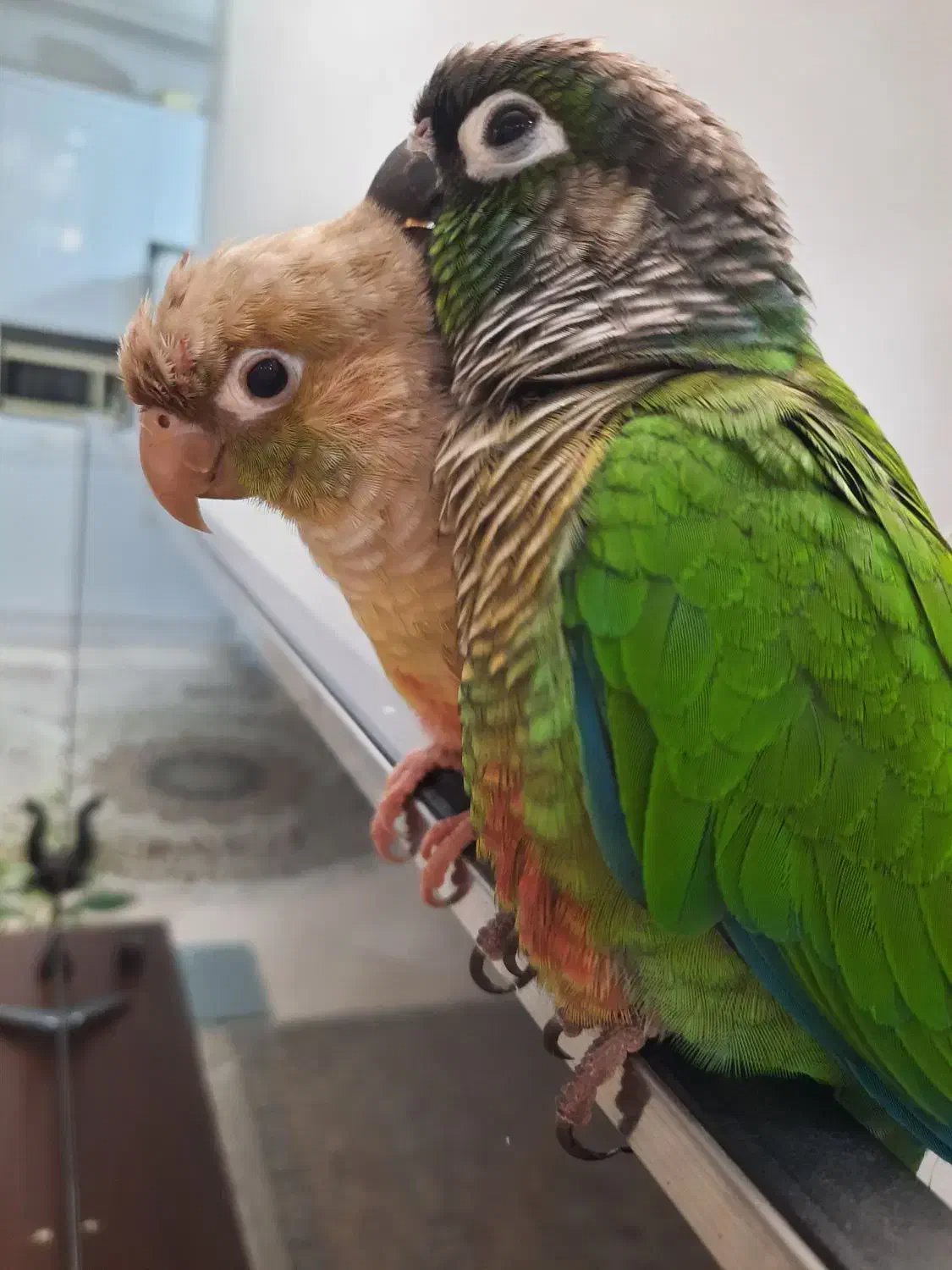 پرنده گرینچیک سخنگو|پرنده|آران و بیدگل, |دیوار